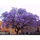 Paulownia carsko drvo sreće