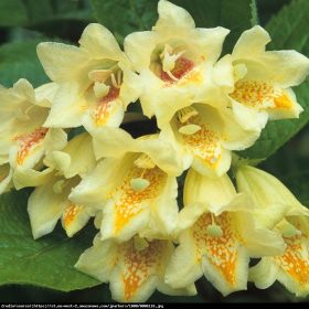 Krzewuszka Middendorfa u posudi od 2-3 litre, 20-40 cm