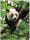 Panda medvjed foto tapeta foto tapeta za zid 184 x 254