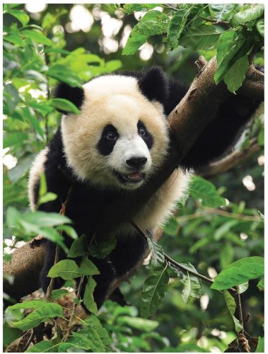 Panda medvjed foto tapeta foto tapeta za zid 184 x 254