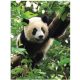 Panda medvjed foto tapeta foto tapeta za zid 184 x 254