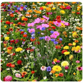  Express Łączka biljna mješavina sjemena 100 g