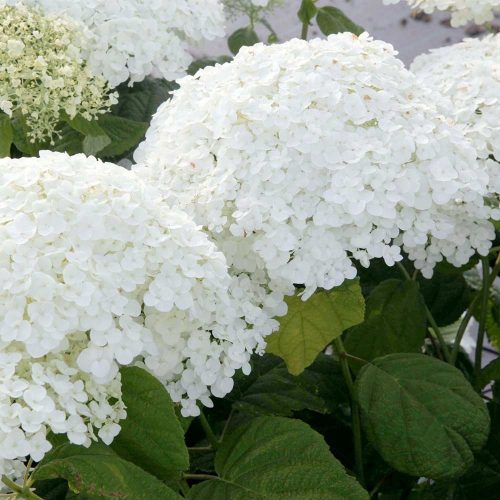 Hortenzija Annabelle Strong Mega Sadnica 3 Litre