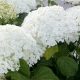 Hortenzija Annabelle Strong Mega Sadnica 3 Litre