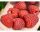 Maline i kupine 'Benefis' | Sadnice visine 5-10 cm