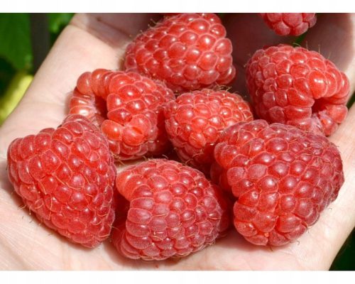Maline i kupine 'Benefis' | Sadnice visine 5-10 cm