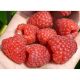 Maline i kupine 'Benefis' | Sadnice visine 5-10 cm