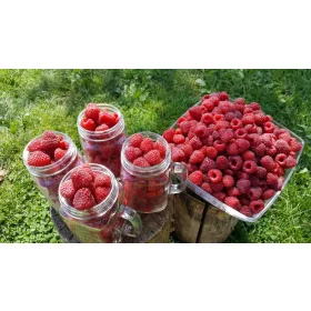  PRZEHYBA maline i kupine, sadnice u bali 5-10 cm