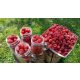  PRZEHYBA maline i kupine, sadnice u bali 5-10 cm