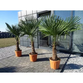 PALMA TRACHYCARPUS FORTUNEI OTPORNA NA MRAZ L25 FORTUNE P