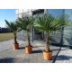 PALMA TRACHYCARPUS FORTUNEI OTPORNA NA MRAZ L25 FORTUNE P