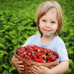    Šumske jagode i jagode Jagoda Portola ponavlja plodnost FRIGO 10 kom Sadnica golog korijena 5-10 cm