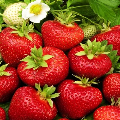  Šumske jagode i jagode POLKA JAGODA VELIKI PLODOVI 10 KASNE SJETVE 15-30 cm