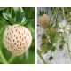  Šumske jagode i jagode BIJELI ANANAS JAGODA PINEBERRY 10 KOM SADNICE goli korijen sadnica 10-15 cm