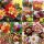  DALIA SEED COLLECTION set od 6 pakiranja