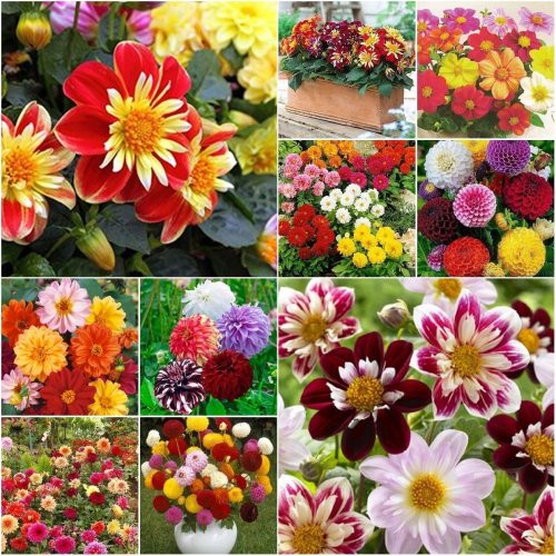  DALIA SEED COLLECTION set od 6 pakiranja