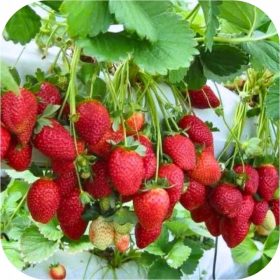    Šumske jagode i jagode JAGODA PORTOLA najbolja penjačica viseća repetirka najslađa 10 kom sadnica golog korijena 5-10 cm