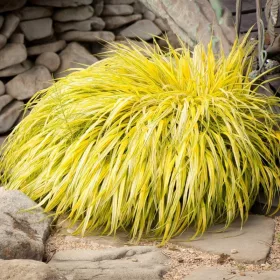   Hakonechloa zlatna 'All Gold' Otporna Bambusova Trava U Loncu