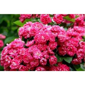 Glog Paulova Scarlet cvjeta poput cvjetića