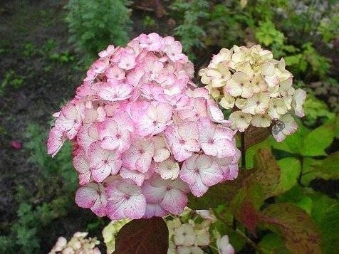 Hortenzija Preziosa Piłkowana