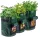  DS GARDEN posuda za cvijeće 30 cm x 30 x 33 cm, plastična