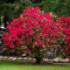 Rhododendron Baden-Baden CIJENSKI TAMNO-CRVENI AKCENT ZA VRT