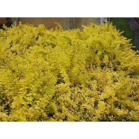   Berberis Thunberg Sunny 2-3L | Sadnica žute žutike, 20-30 cm

Berberis Thunberg Sunny je atraktivna sadnica sa sferičnim i kompaktnim oblikom. Ova sorta može narasti do visine od oko 1 m, sa mladim iz
