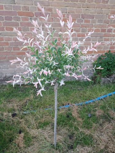 Wierzba Hakuro-nishiki 110-130 cm Wierzba Hakuro-nishiki, poznata i kao Salix integra, je atraktivna biljka sa šarenim lišćem u nijansama ružičaste, bijele i ze