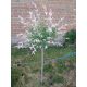 Wierzba Hakuro-nishiki 110-130 cm Wierzba Hakuro-nishiki, poznata i kao Salix integra, je atraktivna biljka sa šarenim lišćem u nijansama ružičaste, bijele i ze
