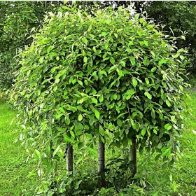   Sadnice vrbe 'Kilmarnock' u posudi od 2-3 litre, visine 100-120 cm