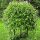 Sadnice vrbe 'Kilmarnock' u posudi od 2-3 litre, visine 100-120 cm