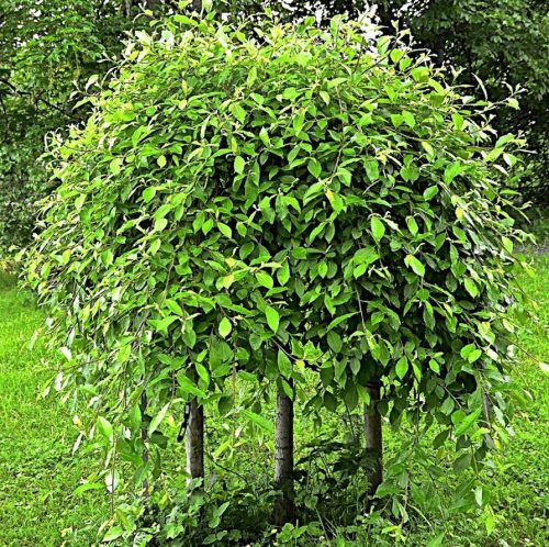 Sadnice vrbe 'Kilmarnock' u posudi od 2-3 litre, visine 100-120 cm