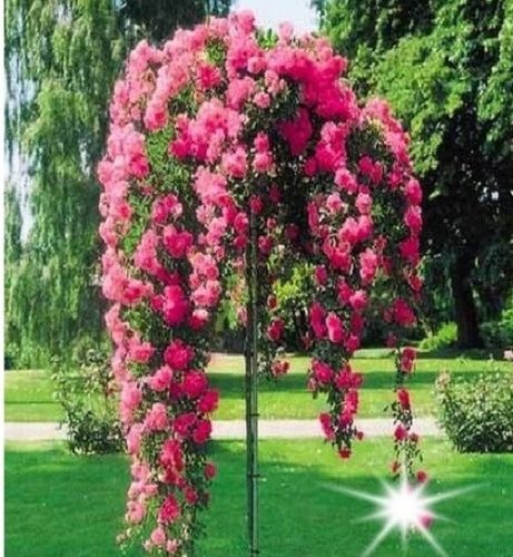 Ruža na debelu Roza Excelsa 125 cm