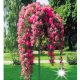 Ruža na debelu Roza Excelsa 125 cm