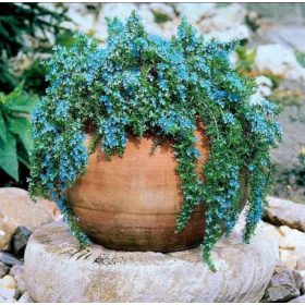 Ružmarin za vješanje, ljekovita penjačica