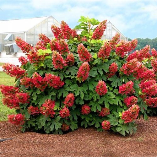 Hortenzija u posudi 2-3 litre, 20-40 cm
