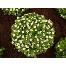 Dren kanadski 10-12 cm