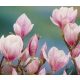 Magnolije i tulipani, sadnice u posudi od 1-2 litre, 70-100 cm