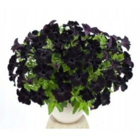  Crna surfinija, rijetka sadnica viseće petunije