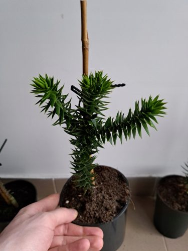 Araukarija majmunsko drvo tri majmuna