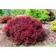 Berberis Thunbergii Bagatelle
