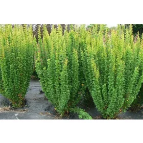 Berberis Thunberga Erecta u posudi od 2-3 litre, 20-30 cm