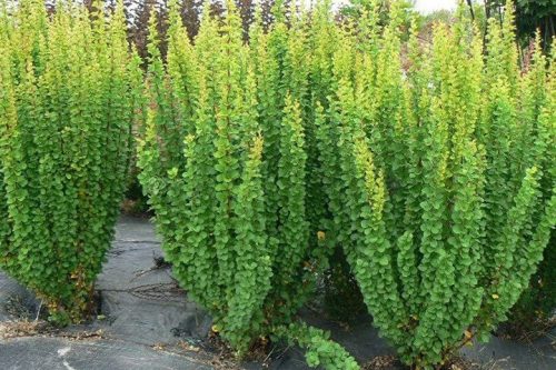 Berberis Thunberga Erecta u posudi od 2-3 litre, 20-30 cm