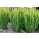 Berberis Thunberga Erecta u posudi od 2-3 litre, 20-30 cm