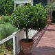 Ljekoviti lovor na deblu, Laurus nobilis, sadnica P17