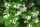 Bijela Krzewuszka Candida Weigela, sadnica u posudi od 3-5l, 20-40 cm