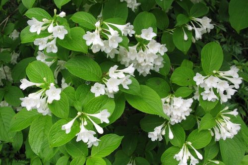 Bijela Krzewuszka Candida Weigela, sadnica u posudi od 3-5l, 20-40 cm