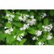 Bijela Krzewuszka Candida Weigela, sadnica u posudi od 3-5l, 20-40 cm