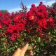 Lagerstroemia PETITE RED cvjeta 120 dana (Lagerstroemia indica) Sadnica C2