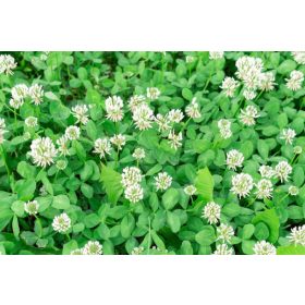    Misterij bijele djeteline: ljepota i vrijednost za vaš vrt" 100 g